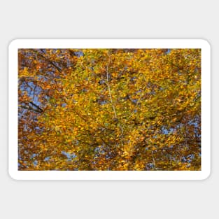 Autumn leaves, leaf color, beech, tree Sticker